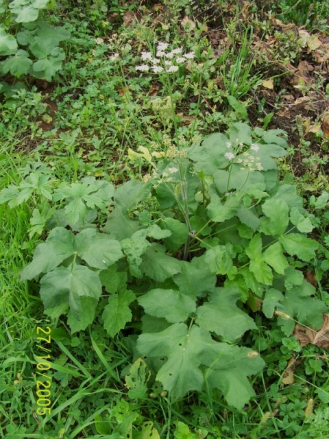 Heracleum sphondylium subsp. sphondylium / Panace comune
